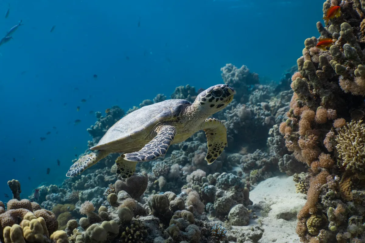 A hawksbill sea turtle gliding over a coral reef seen while st lucia snorkeling on the west coast, St Lucia